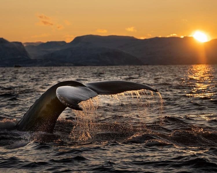 VIP Whale Encounter
